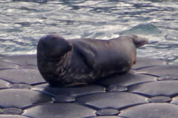 28 September 2022 - 08:09:27
The seal pontoon kindly supplied by Dart Harbour has had very little use over the summer. But now the season is over and those rubbernecking tourists have gone, the residents are returning.
---------------
Kingswear seal pontoon